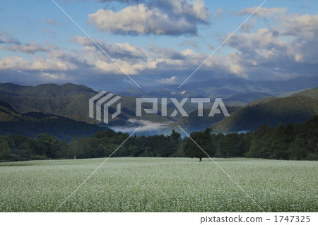 Fukushima Minamiaizu的蕎麥田 1747325