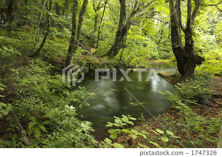 秋田Shishonagiri沼澤地 1747326