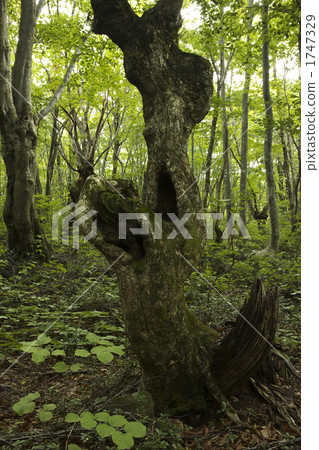 Akita Shishonagiri Marshland 1747329