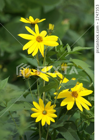 花組的菊花 1747353
