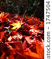 Fallen leaves  1747504