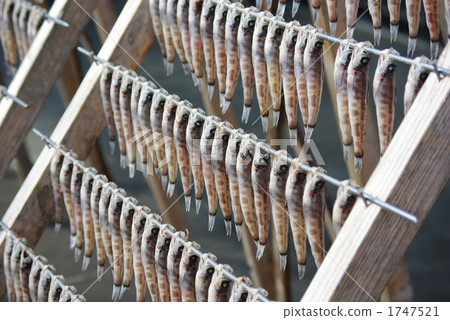 Mexical overnight drying 1747521