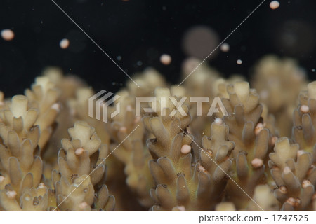 產卵的珊瑚 1747525