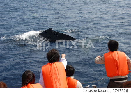 鯨魚看 鯨魚看 1747526