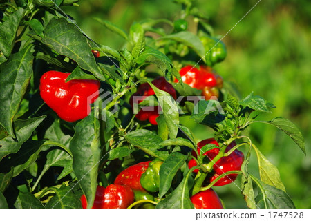 成熟青椒 1747528