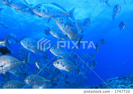 一群哥布林 1747720