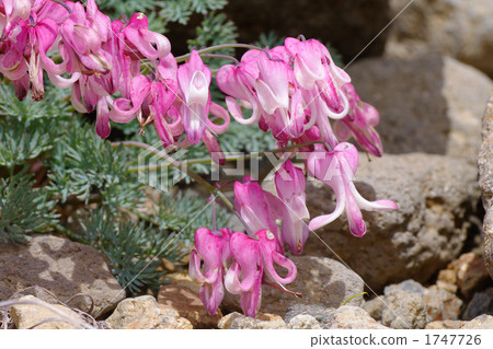 Cum Kressa 1 1747726