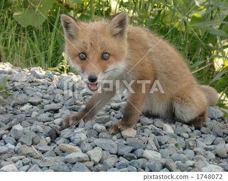fox, terrestrial animal, ezo red fox 1748072