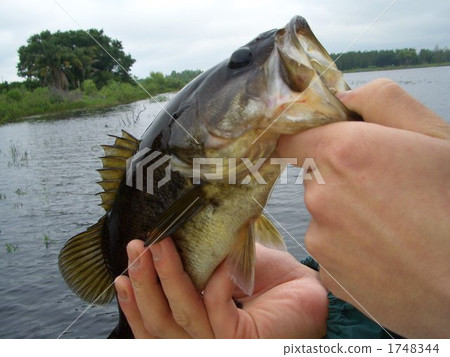black bass, fish, fishes 1748344