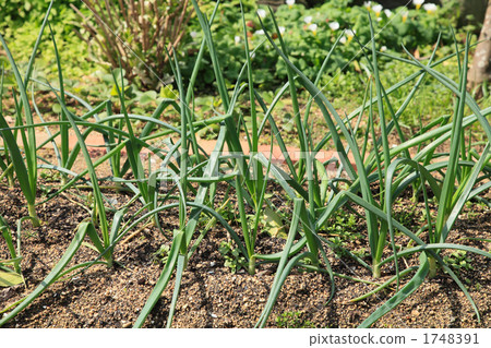 大蔥 綠葉 食物 1748391