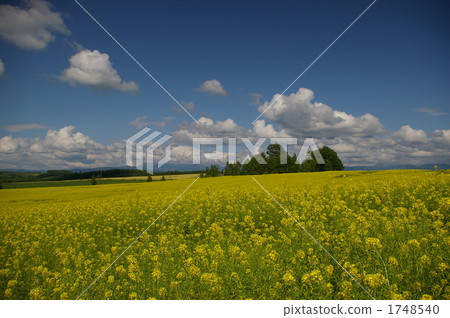 kigarashi flower, flower garden, flower field 1748540