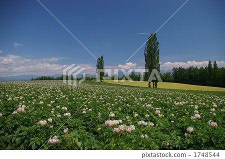 potatoes, farm, field 1748544