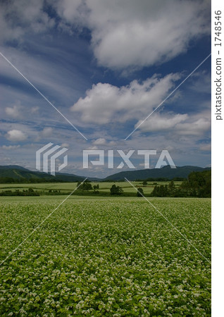 buckwheat flower, buckwheat field, nature 1748546