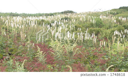 植物 植物學 植物的 1748618