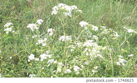 angelica, botanic, botanical 1748625