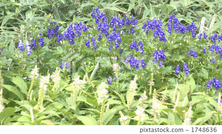 烏頭 高山植物 花園 1748636