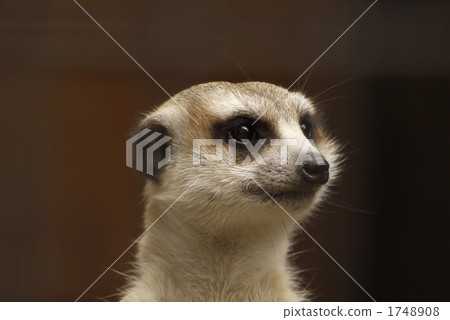 terrestrial animal, meerkat, animal 1748908