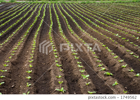Cabbage field 2 Cabbage field 2 1749562