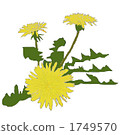 Dandelion 1749570