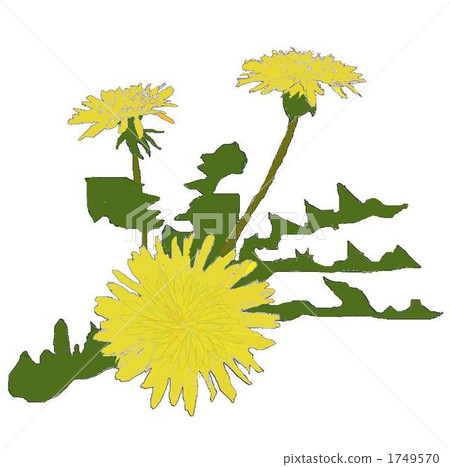  Dandelion 1749570