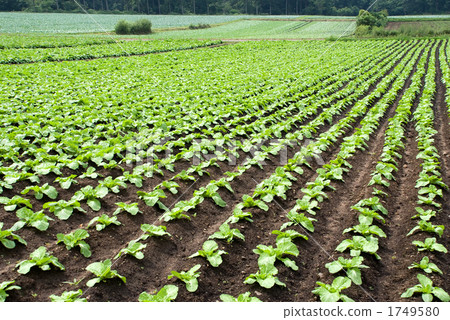 Cabbage field 1 1749580