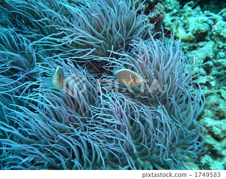 Hana navy bean flea and sea anemones Hana navy bean flea and sea anemones 1749583