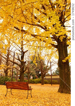 Ginkgo biloba and bench 1749632