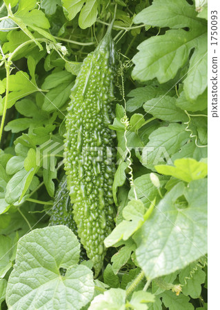 苦瓜的果實 1750093