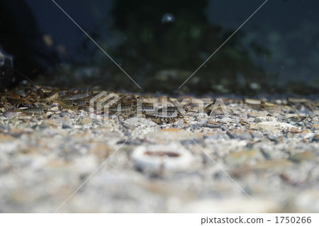 March of the Fun beetle 1750266