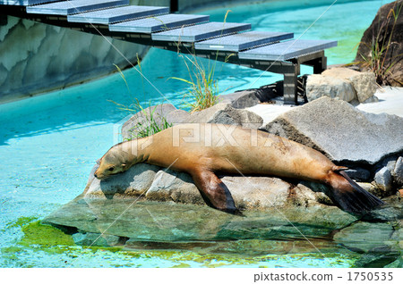 California sea lion 1750535