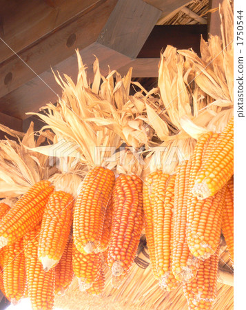 flint corn, dried corn, corn 1750544