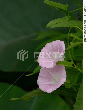 convolvulus, japanese bindweed, botanic 1750556