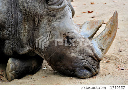白犀牛 1750557