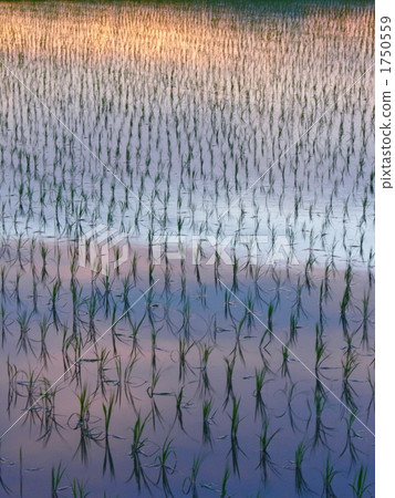 paddy, rice, seeding 1750559