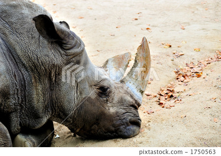 White rhino White rhino 1750563