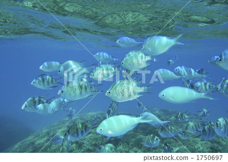 Coral reefs and tropical fish of Okinawa · Miyakojima 1750697