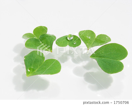 Midori Heart Midori Heart 1750706