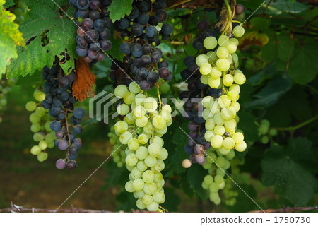 Bunch of grapes 1750730