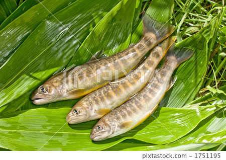 嘉鱼 烧烤 鱼和贝类