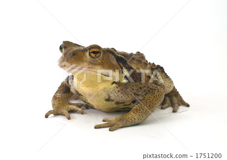 bufo japonicus, amphibian, amphibians 1751200