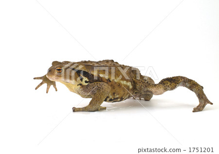 Gama, toad, bufo japonicus 1751201