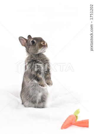 bunny, baby rabbit, rabbit 1751202