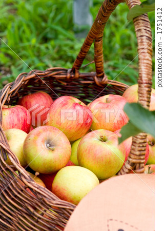 fruit, fruits, apple 1751412