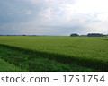 Paddy field 1751754