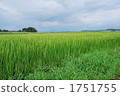 Paddy field 1751755