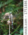Dragonfly  1751886