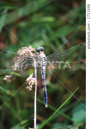 Dragonfly Dragonfly 1751886