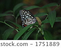 Butterfly 1751889