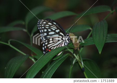 Butterfly Butterfly 1751889
