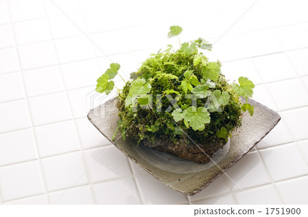 moss ball, kokebon, gardening tools 1751900